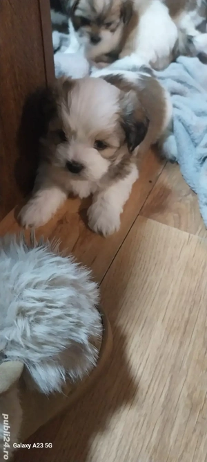 catei shih-tzu  - imagine 3