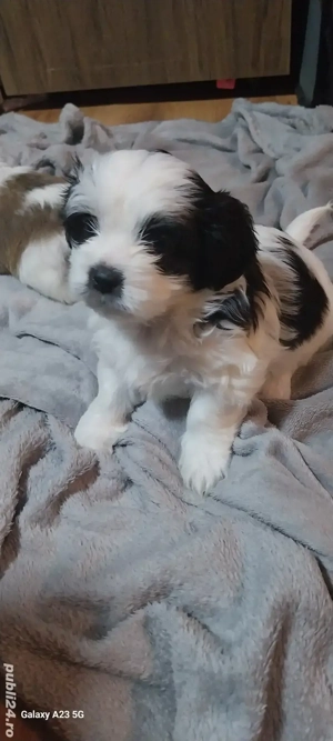 catei shih-tzu  - imagine 4