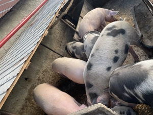 Porci pentru Crăciun  - imagine 2