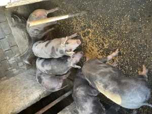 Porci pentru Crăciun  - imagine 4