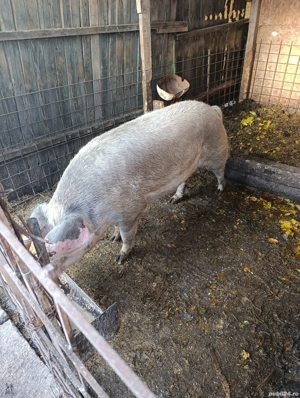 vand porci  - imagine 2