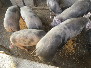 Porci pentru Crăciun  - imagine 3