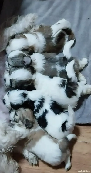 catei shih-tzu  - imagine 2