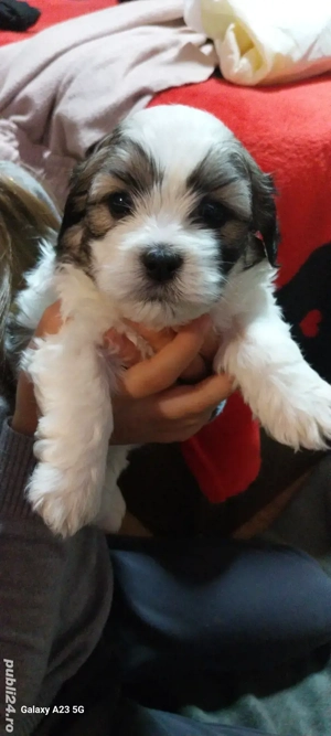 catei shih-tzu  - imagine 5