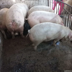 20 10 2025 - imagine 2