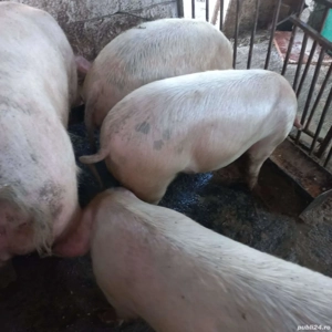 20 10 2025 - imagine 4