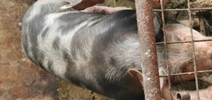 Vând porc de carne în jur de 120 kg  - imagine 3