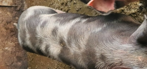 Vând porc de carne în jur de 120 kg  - imagine 4