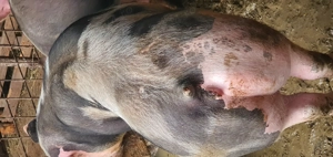 Vând porc de carne în jur de 120 kg  - imagine 2