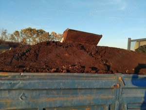 De vânzare mranita de oaie 