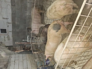 Vand porci fe craciun - imagine 2