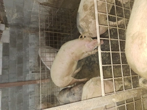 Vand porci fe craciun - imagine 4