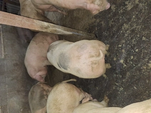 Vand porci fe craciun - imagine 5