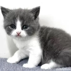 British Shorthair 
