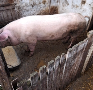 Porc de vanzare 
