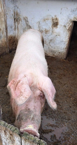 Porc de vanzare  - imagine 3