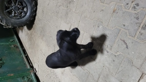 Pui de labrador  - imagine 4