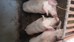 De vânzare aproximativ 140 kg pret 18 lei kg  - imagine 3