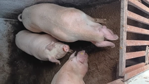 De vânzare aproximativ 140 kg pret 18 lei kg  - imagine 4