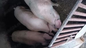 De vânzare aproximativ 140 kg pret 18 lei kg 