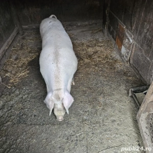 vand ce se vede in poze