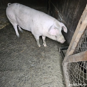 vand ce se vede in poze - imagine 3