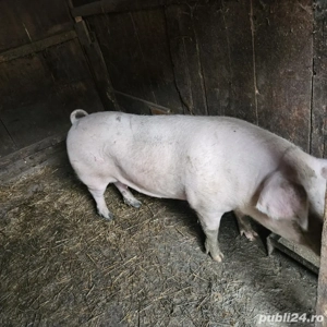 vand ce se vede in poze - imagine 2