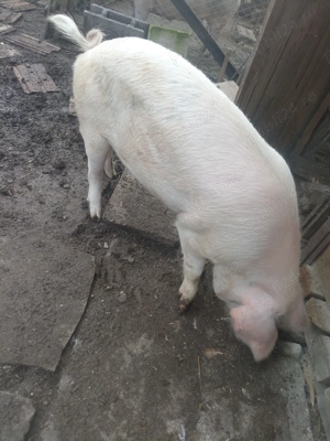 Vand porc pentru sacrificat 