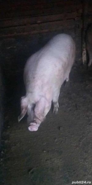 vand porci de carne  - imagine 3