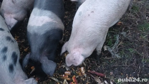 porci de vanzare  - imagine 2