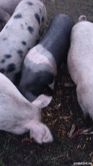 porci de vanzare  - imagine 3