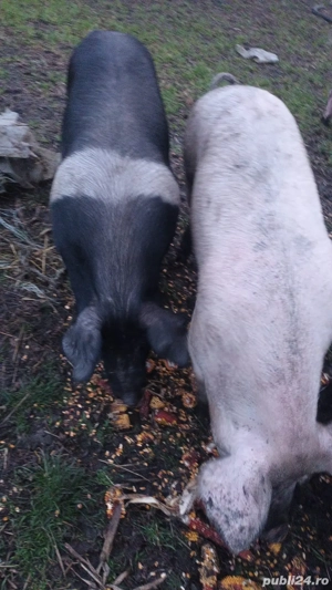 porci de vanzare  - imagine 5