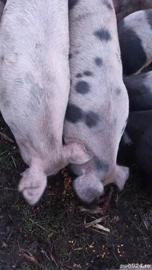 porci de vanzare  - imagine 4