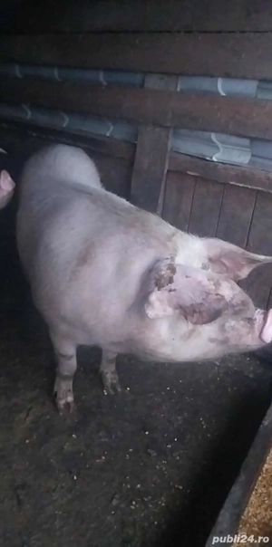 de vanzare porci  - imagine 5
