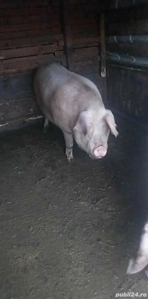 de vanzare porci  - imagine 3