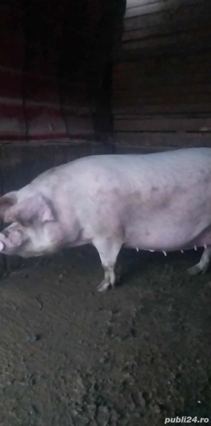 vand porci de carne  - imagine 2