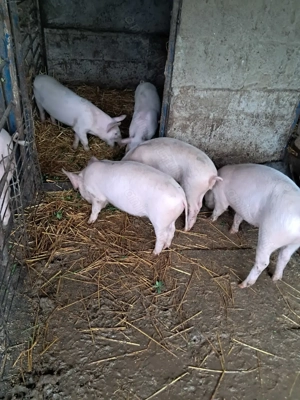 Vând grăsuni - imagine 3