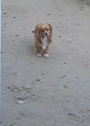 Cățelușii pikinez DEPARAZITAȚI    - imagine 3