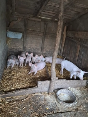 Vând grăsuni - imagine 4