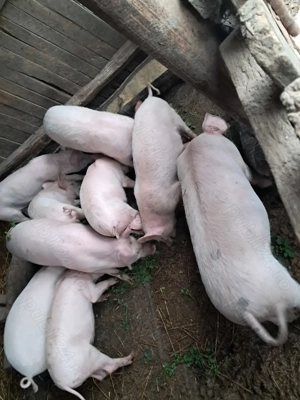 Vând grăsuni - imagine 2