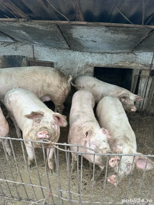 Vând porci 80-100kg