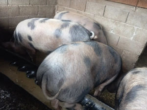 Porci de vânzare, in Pătulele. 