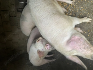 Porci de vanzare 100-150 kg - imagine 2