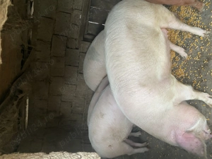 Porci de vanzare 100-150 kg