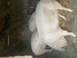 Porci de vanzare 100-150 kg - imagine 3