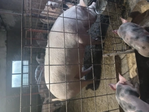 Vand porci crescuți în gospodarie 