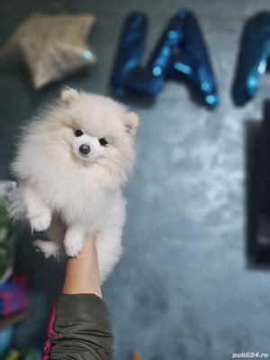 vand baietel pomeranian