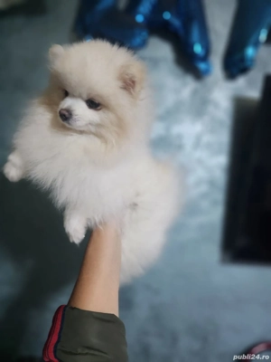 vand baietel pomeranian - imagine 2