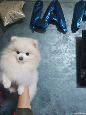 vand baietel pomeranian - imagine 3