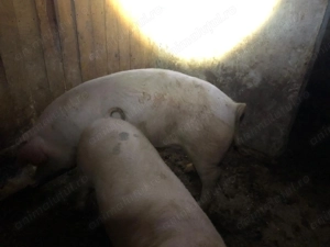 Vand porc Landrace Bacau 160-170Kg - imagine 2